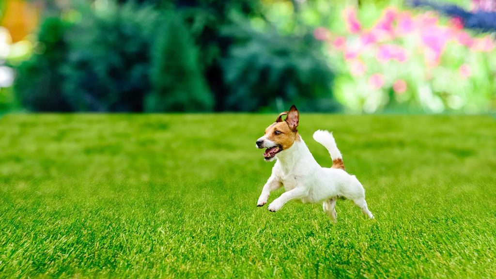 Organic lawn care practices showcasing natural fertilizers, biological control, and composting for a sustainable and healthy lawn.